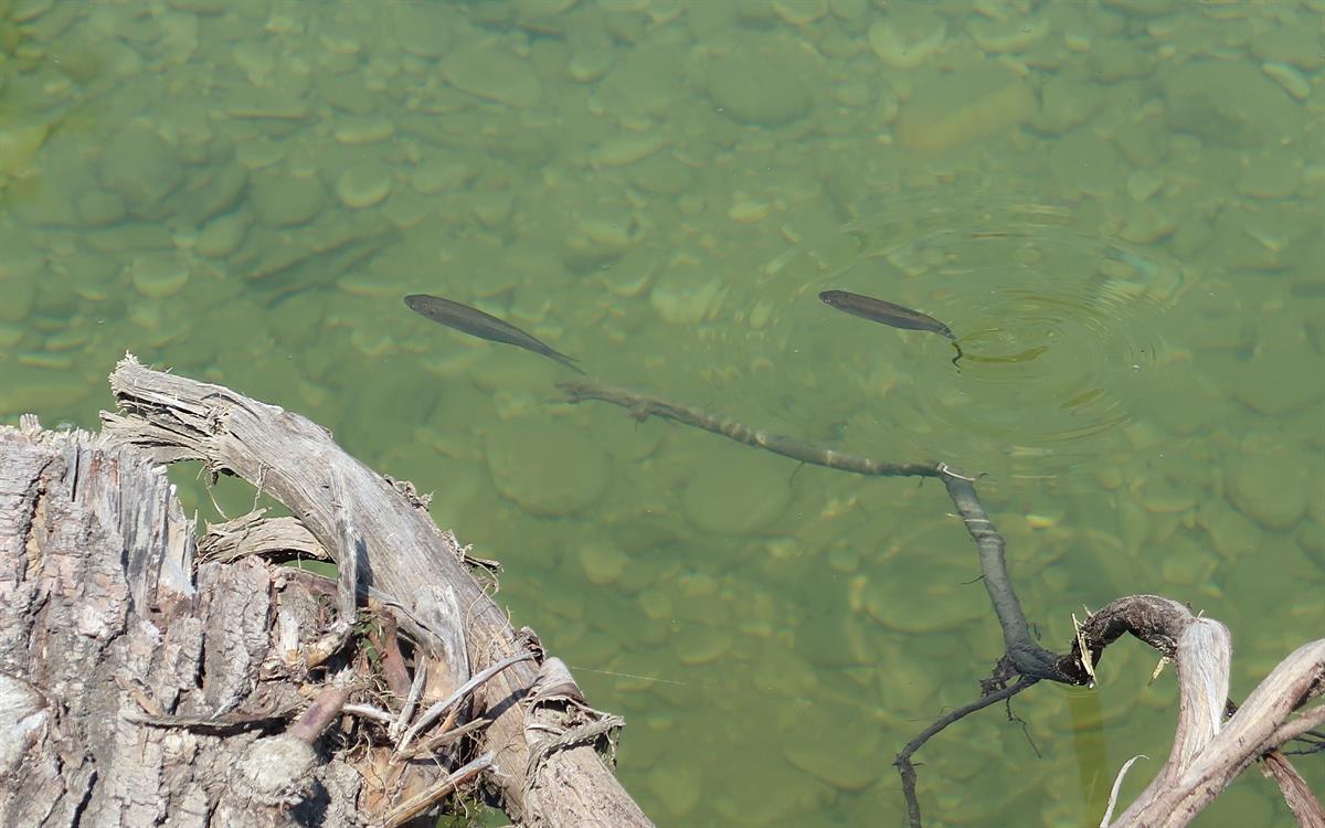 FAH Marchtrenk Fische in der neuen Wanderhilfe1